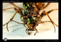 Eucallia