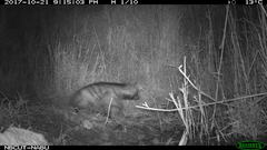 Hyaena hyaena