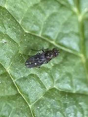 Diptera