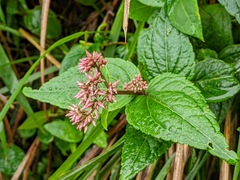 Eupatorium kiirunense
