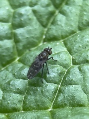 Diptera