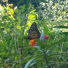 Danaus erippus