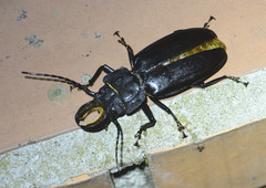 Mallodon chevrolatii