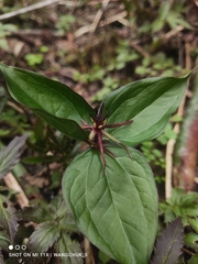 Trillium govanianum