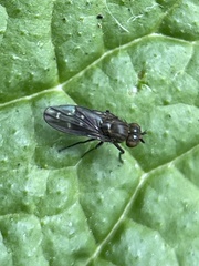 Diptera
