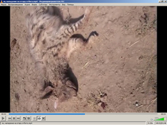 Hyaena hyaena