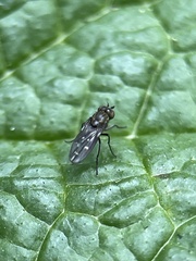 Diptera