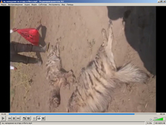 Hyaena hyaena