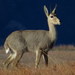 Grey Rhebok - Photo (c) Gawie Malan, some rights reserved (CC BY-NC), uploaded by Gawie Malan