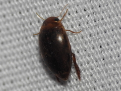 Laccophilus proximus