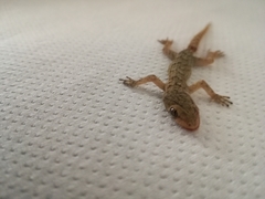 Mediodactylus kotschyi