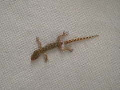 Mediodactylus kotschyi