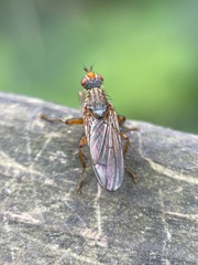 Diptera