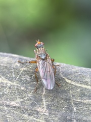 Diptera