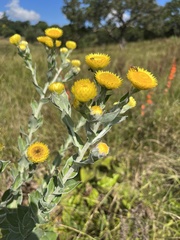 Helichrysum decorum