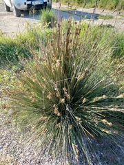 Juncus acutus