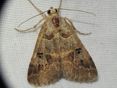 Drasteria ingeniculata
