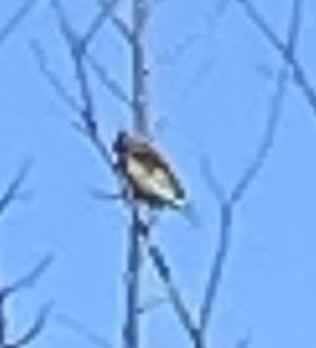 Carduelis carduelis
