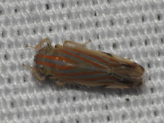 Deltanus texanus