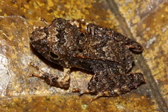 Craugastoridae