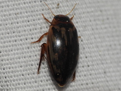 Coptotomus