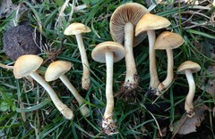 Agrocybe smithii