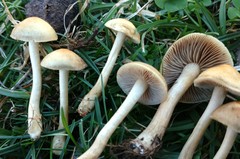 Agrocybe smithii