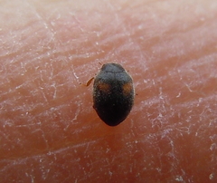 Nephus quadrimaculatus