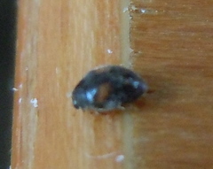 Nephus quadrimaculatus
