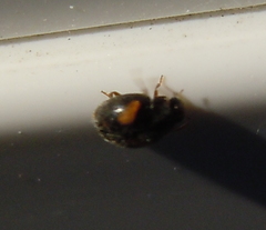 Nephus quadrimaculatus