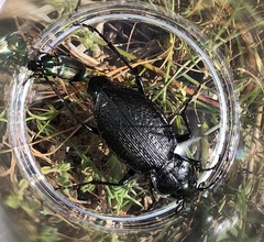 Carabus genei