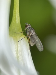 Diptera