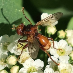 Sicus