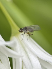 Diptera