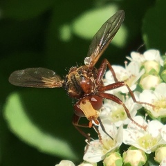 Sicus