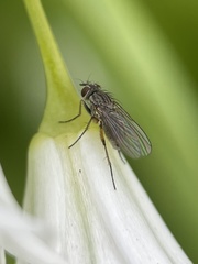 Diptera