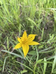 Tulipa sylvestris biebersteiniana