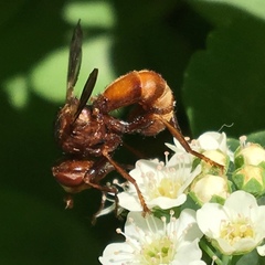 Sicus
