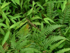 Takydromus septentrionalis