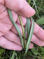 Tulipa sylvestris biebersteiniana