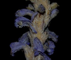 Orobanche reuteriana