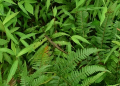 Takydromus septentrionalis