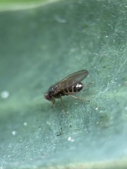 Diptera