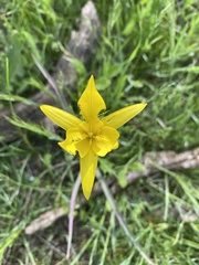 Tulipa sylvestris biebersteiniana