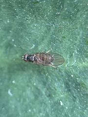 Diptera