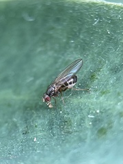 Diptera