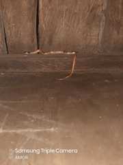 Phimophis guianensis