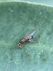 Diptera