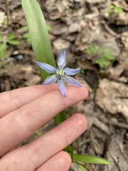 Scilla siberica