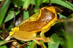 Dendropsophus bifurcus